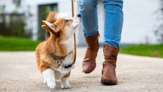 Corgi dog on a leash