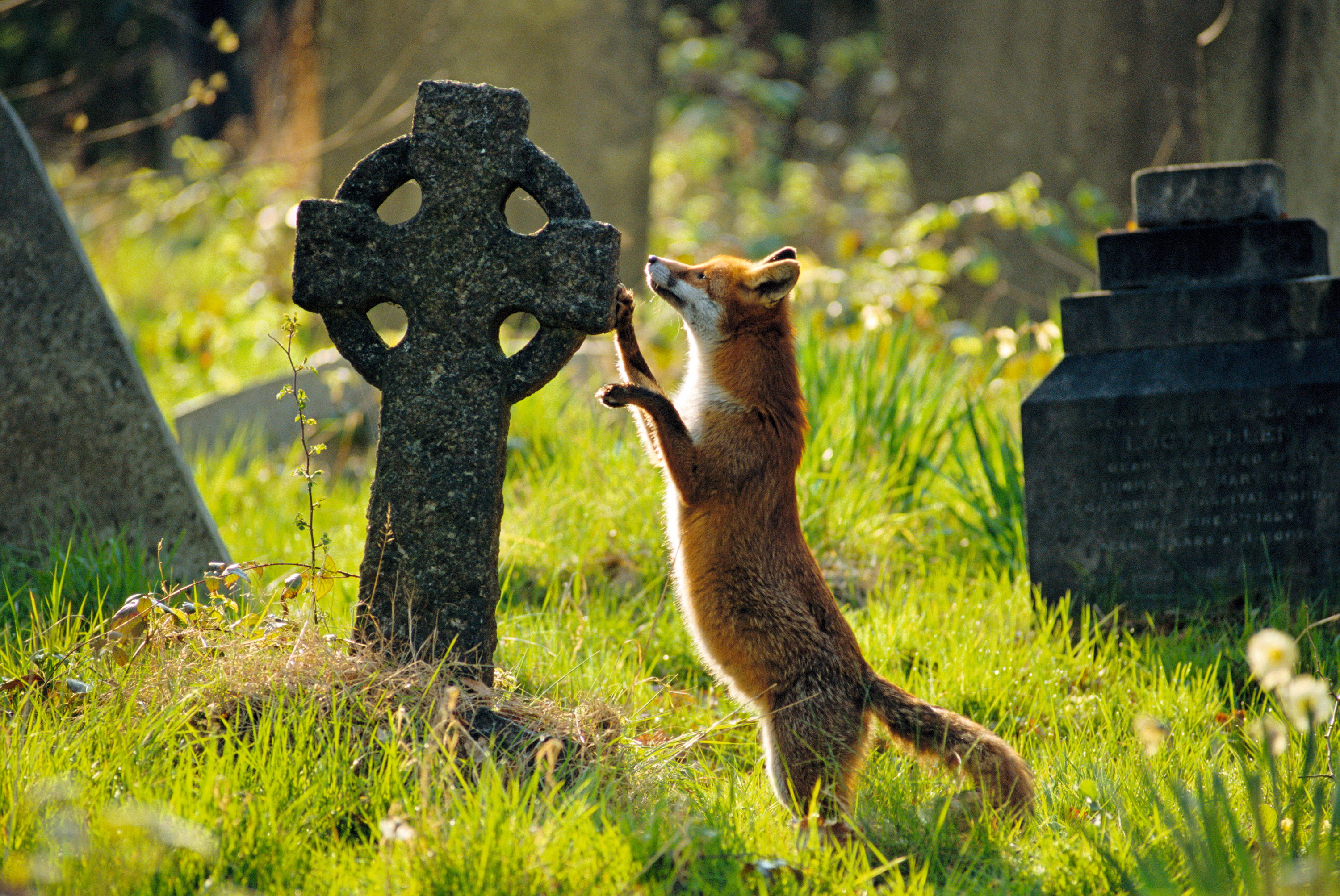 churchyard nature 