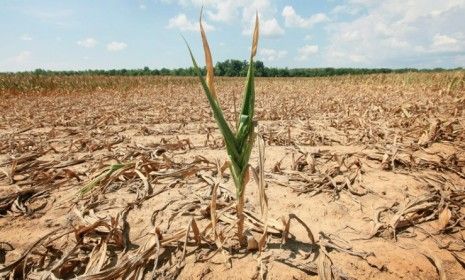 A corn plant struggles to survive in a drought-stricken Illinois field: 38 percent of U.S. corn crops are in dire shape due to the season&amp;#039;s severe heat.