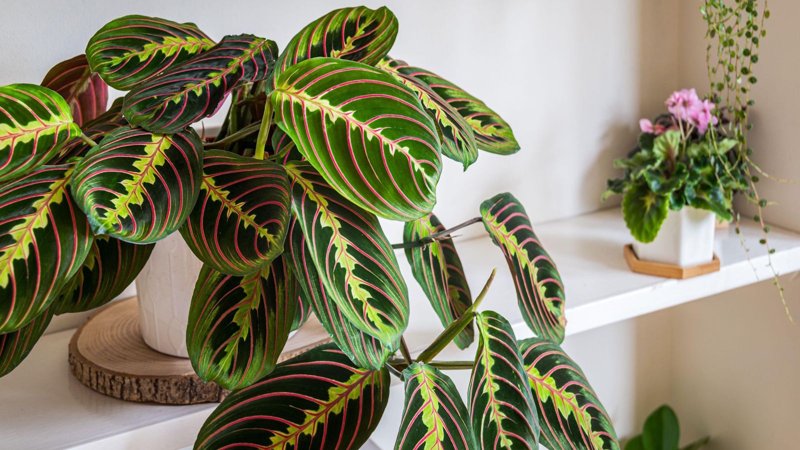 temperature for peace lily Peace Lily (Spathiphyllum)
