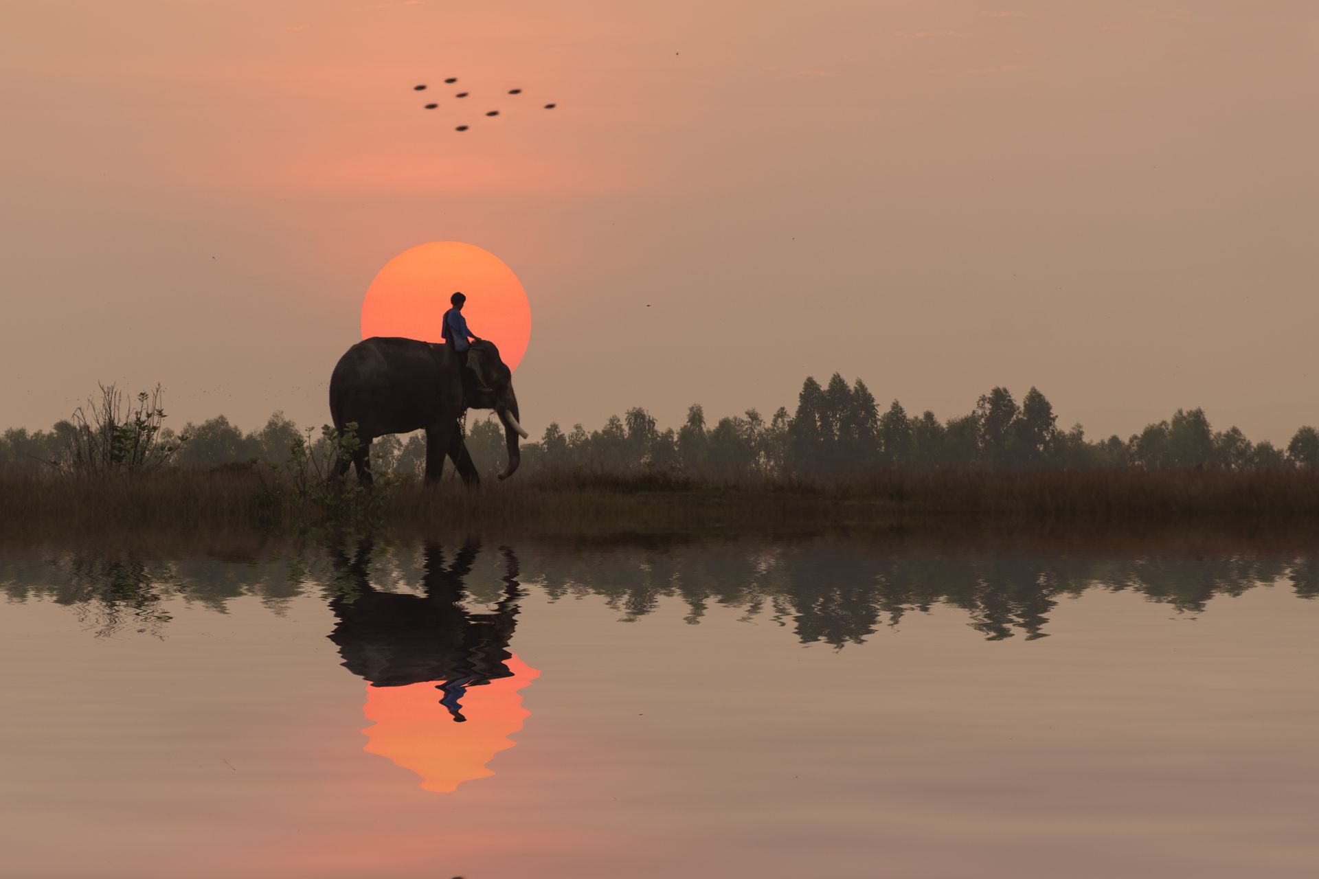 Man rides elephant at sunset in the rice field at Elephant Villange in Surin Province, Thailand.