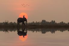 Man rides elephant at sunset in the rice field at Elephant Villange in Surin Province, Thailand.