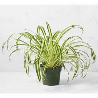 Spider plant