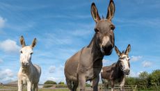 Three donkeys with overgrown hooves are on their way to recovery at the Donkey Sanctuary.