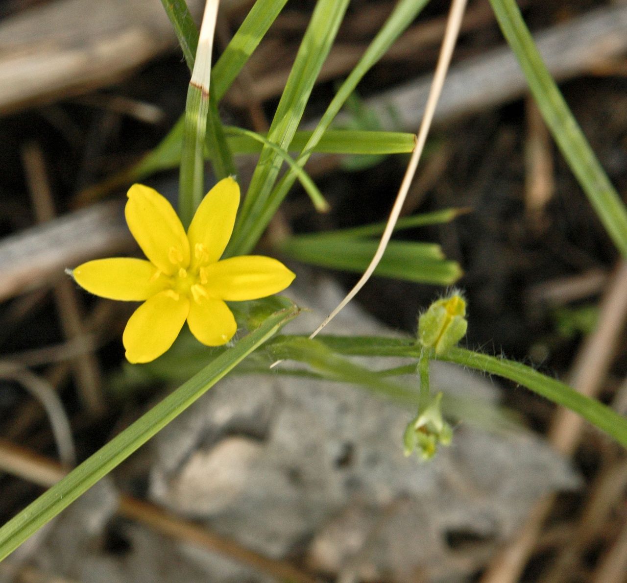 Yellow Flowered Stargrass