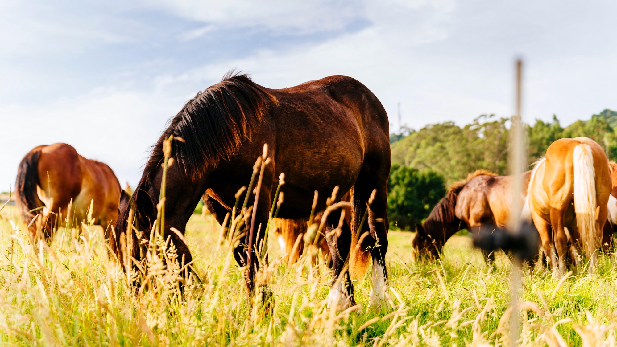 Horses grazing in an unmowed summer field