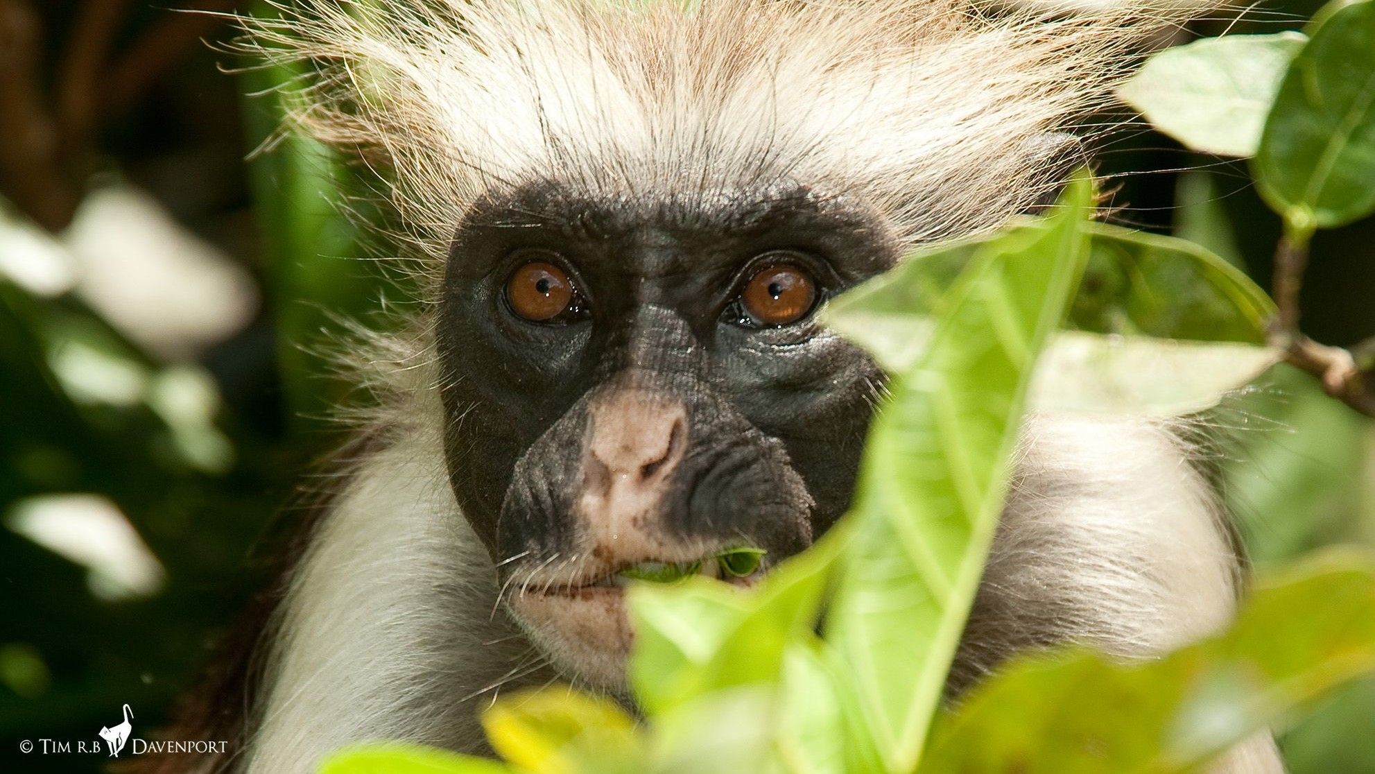 These endangered monkeys kept getting hit by cars. Scientists had a ...