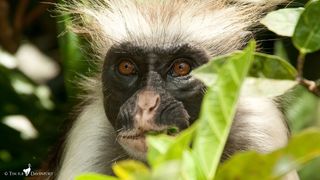 Zanzibar red colobuses (Piliocolobus kirkii) are one of the most endagered species of African primates.