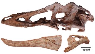 Skull of 'Pinocchio Rex,' the long-snouted cousin of T. rex that was discovered in southeastern China.