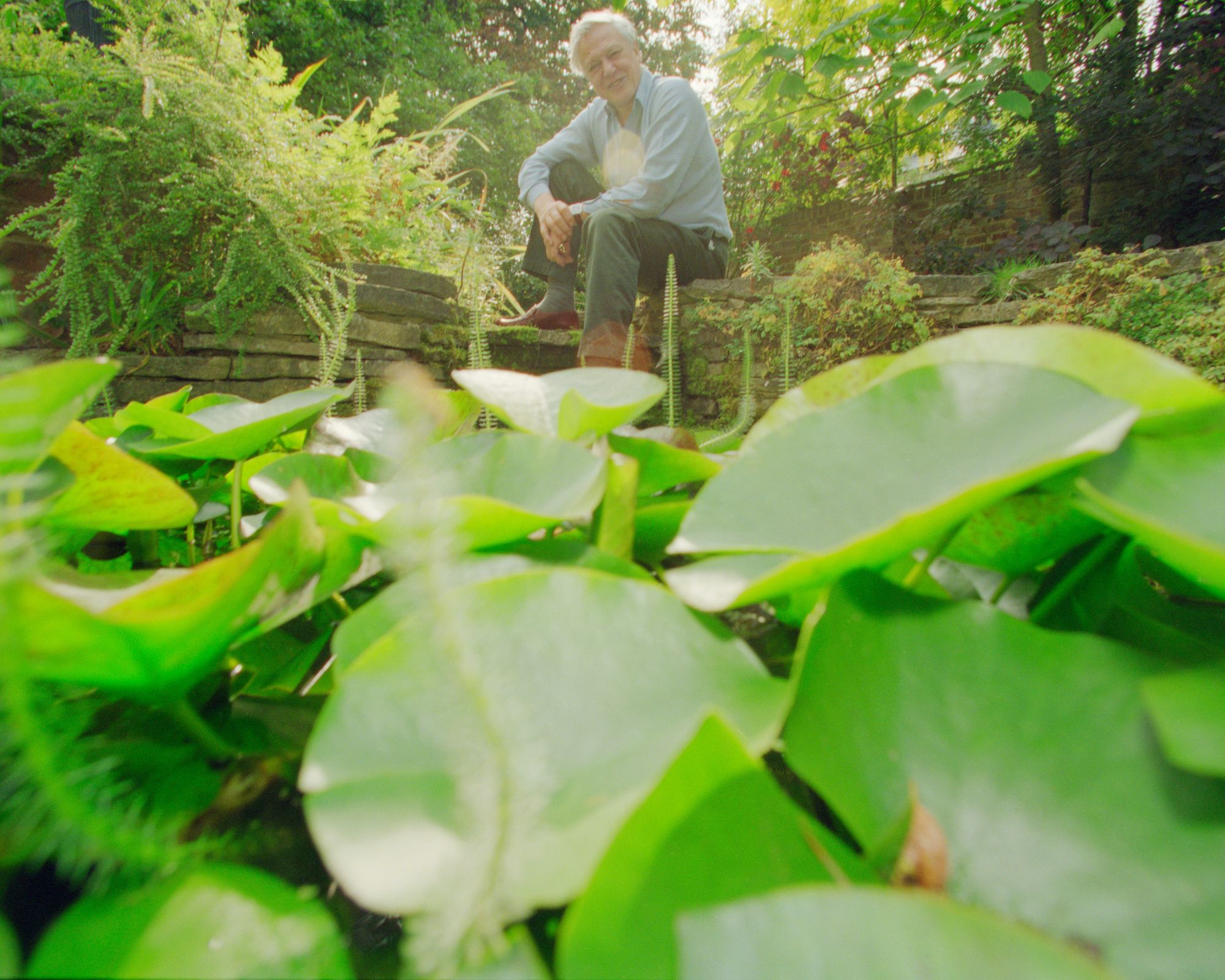 david attenborough in his garden