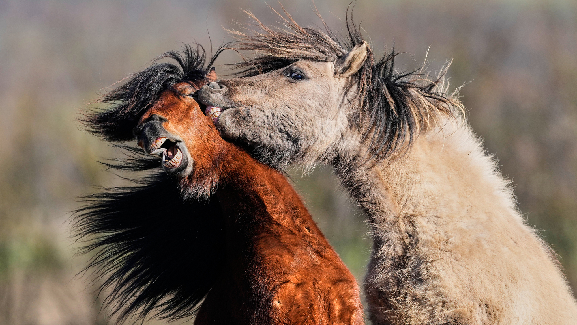Icelandic stallions play at a stud farm in Wehrheim, Germany