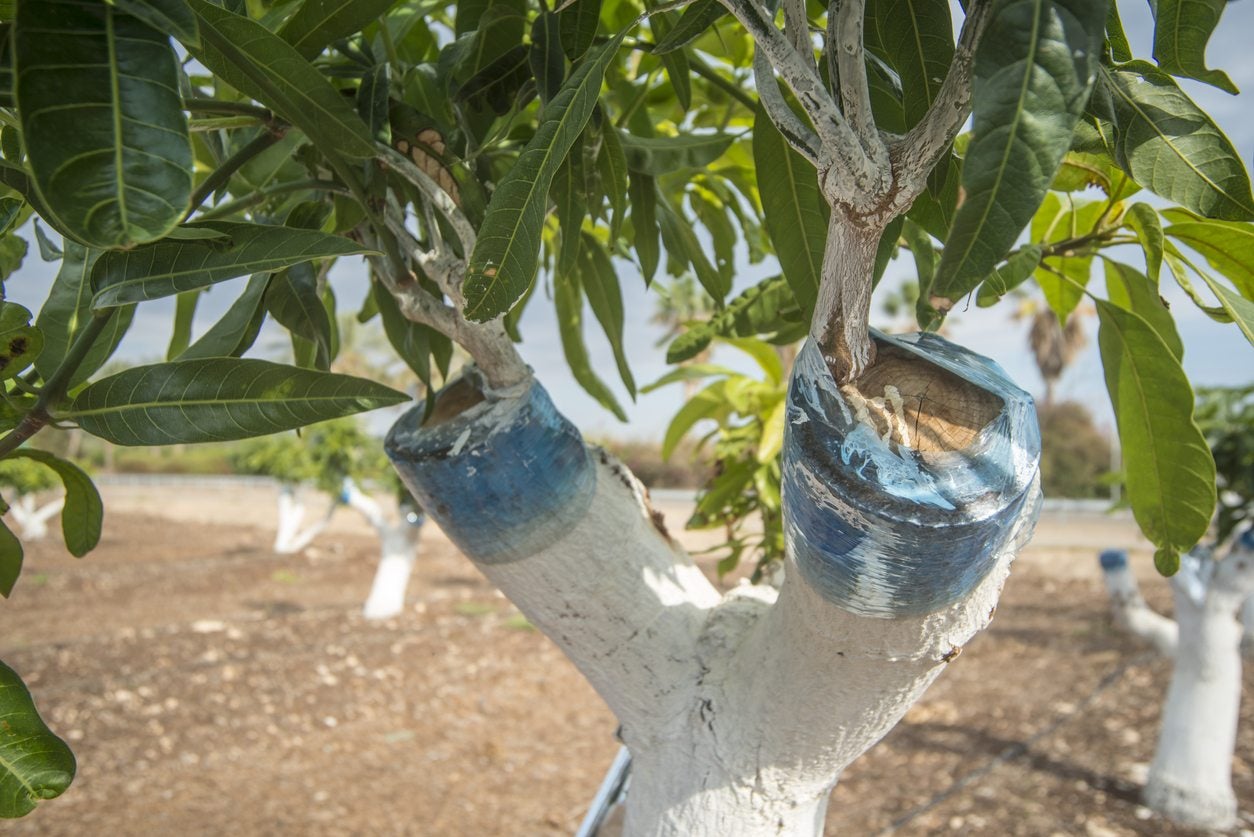 6 Steps To Grafting Fruit Trees