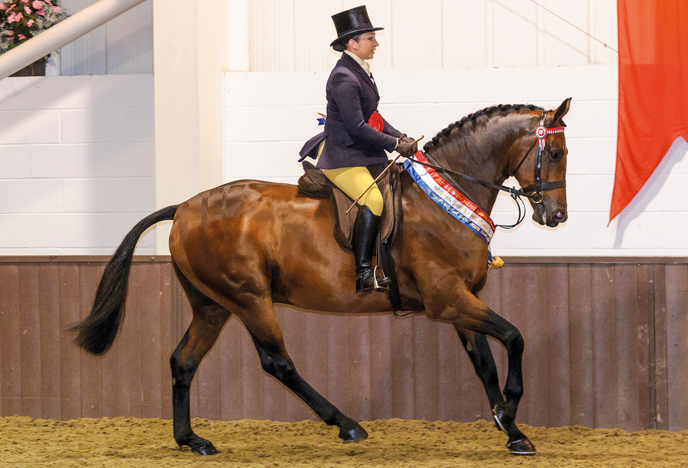 Showing at Addington Manor - Joanne Shaw and ESANTO - BSHA National Championship Show, 12th-14th September 2014.