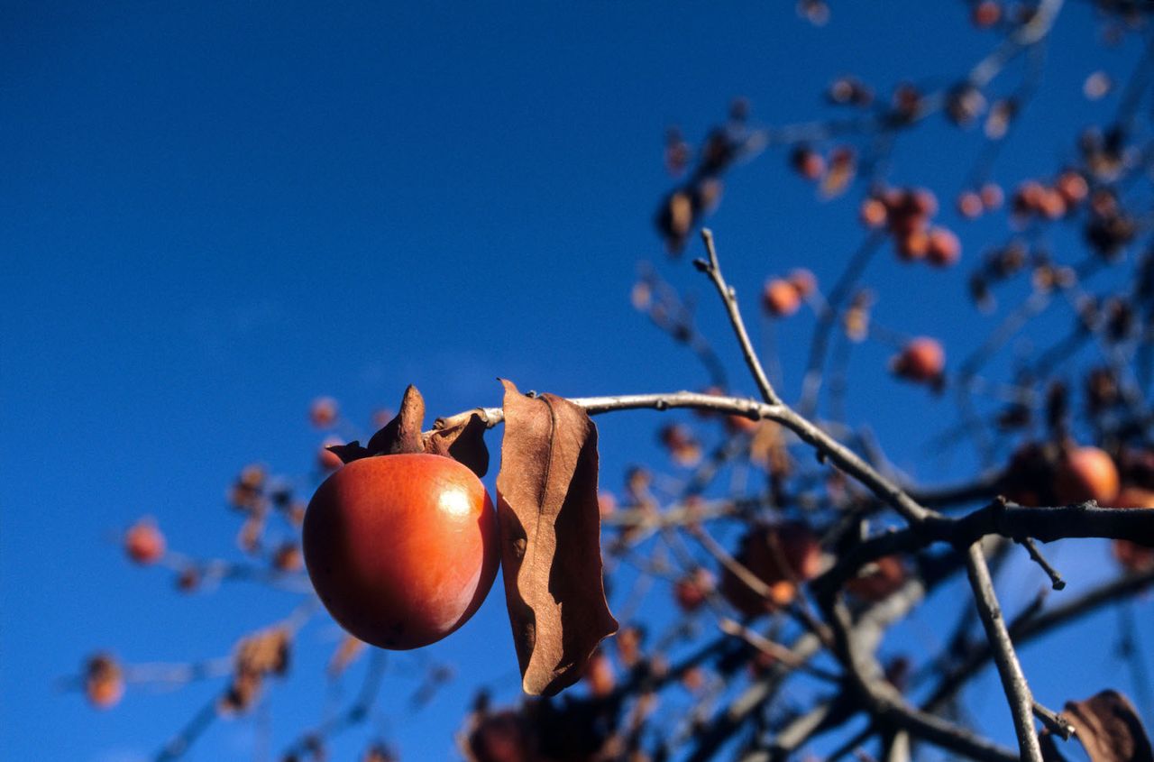 10 fruit trees you can grow in pots to elevate even tiny outdoor spaces