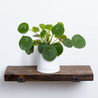 A Greendigs Pilea plant on a wooden shelf