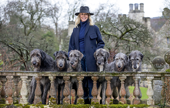 irish wolfhound