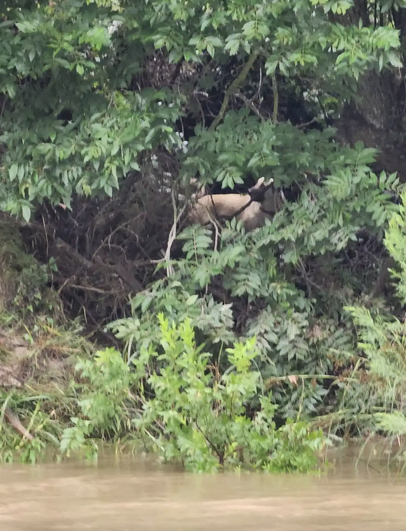 Ziva stranded in a flooded gully
