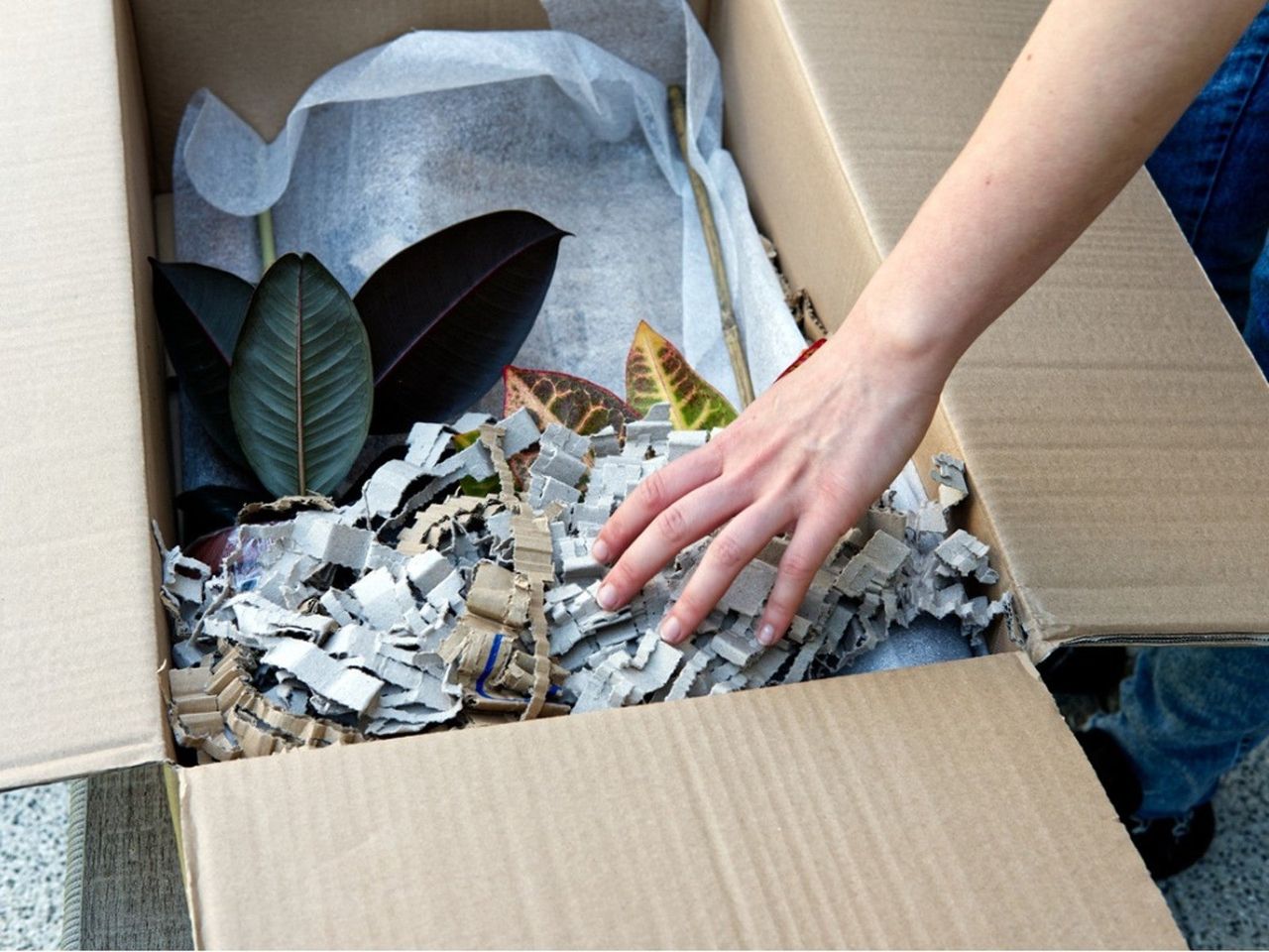 Unboxing Of Indoor Plants From A Cardboard Box