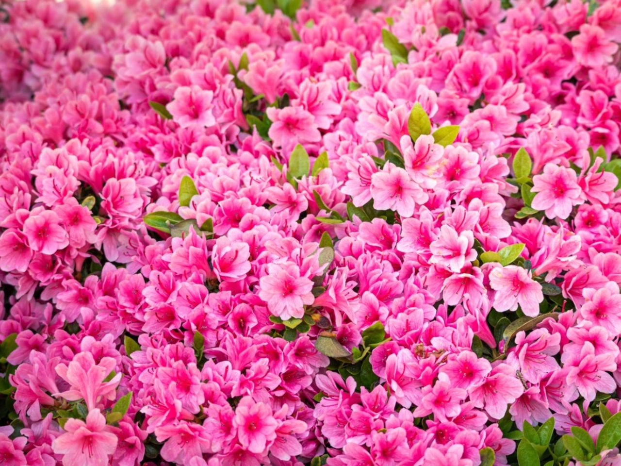 Monochromatic Pink Colored Garden