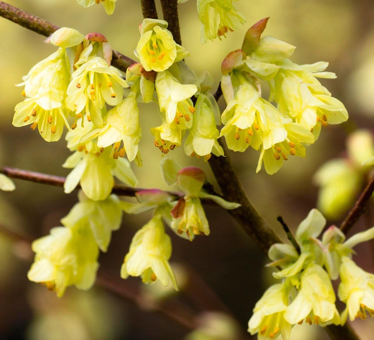 Flowers of the early spring flowering shrub, Corylopsis pauciflora.