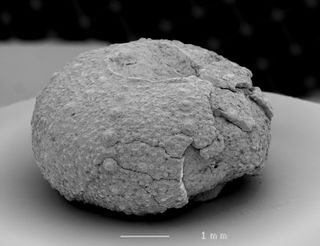 a fossil sea urchin from the deep sea.