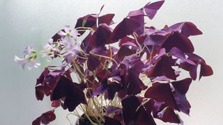 The purple Oxalis (Oxalis triangularis) in flower against a grey background