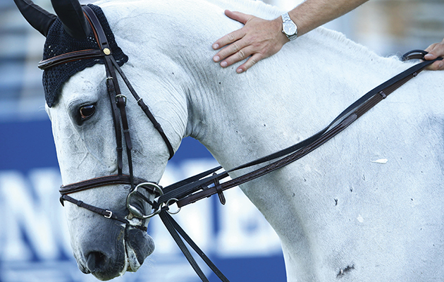 draw-reins-use.jpg