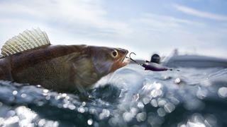 The best catfish rods 2024: the perfect poles to catch catfish of