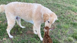 dog saves fawn from drowning