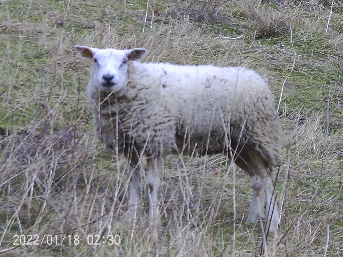 Sample images from the Camonity 12x32 binoculars