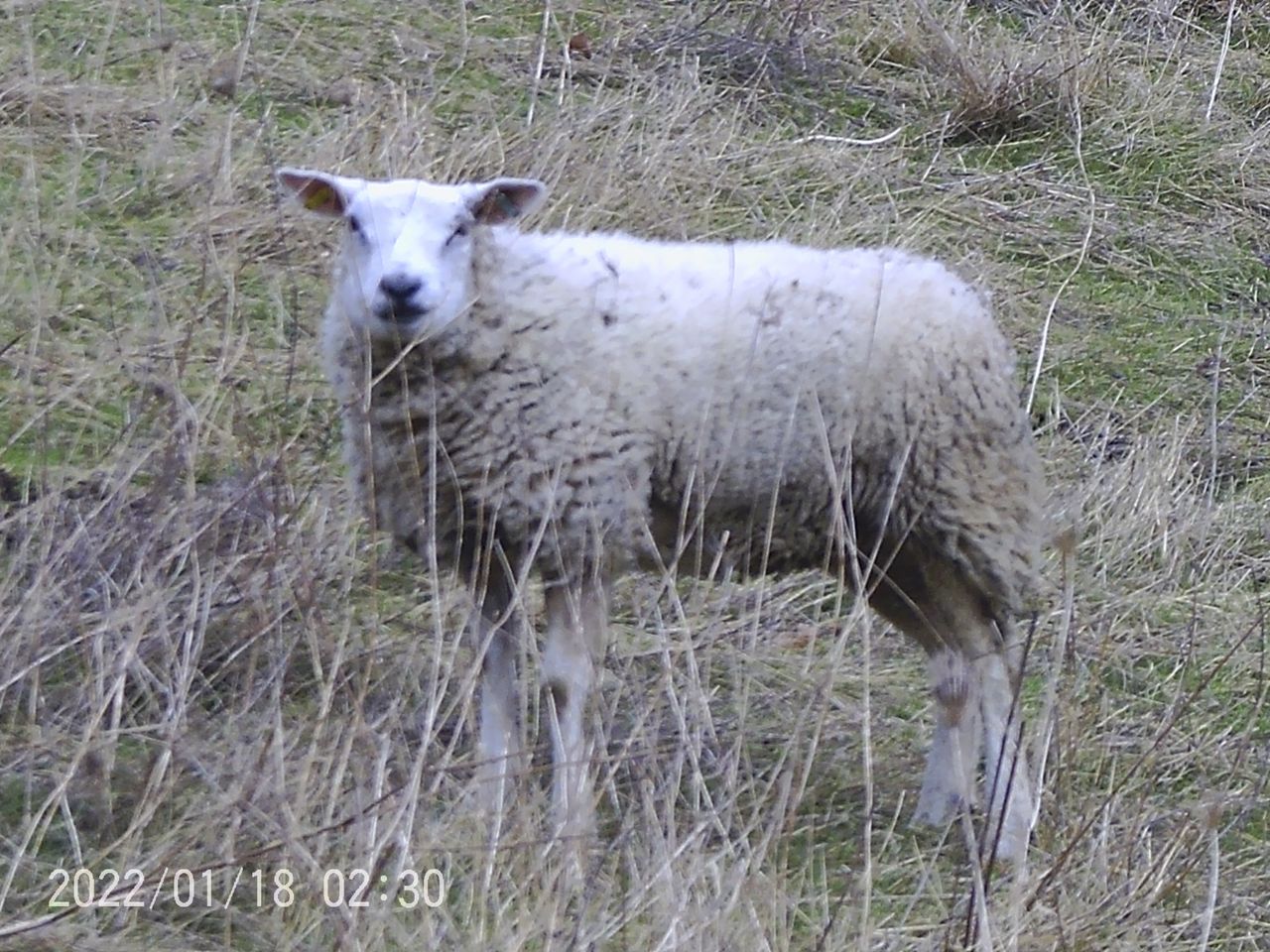 Sample images from the Camonity 12x32 binoculars