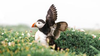 Image of a puffin spreading its wings taken on the Sony FE 70-200mm f/2.8 GM OSS II Lens