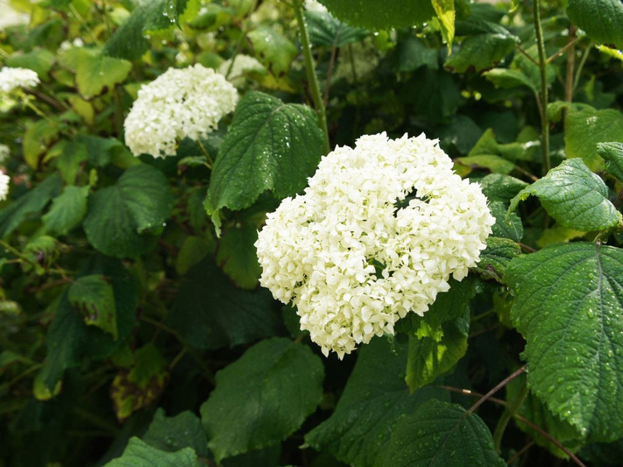 Green Shrubs With White Flowers