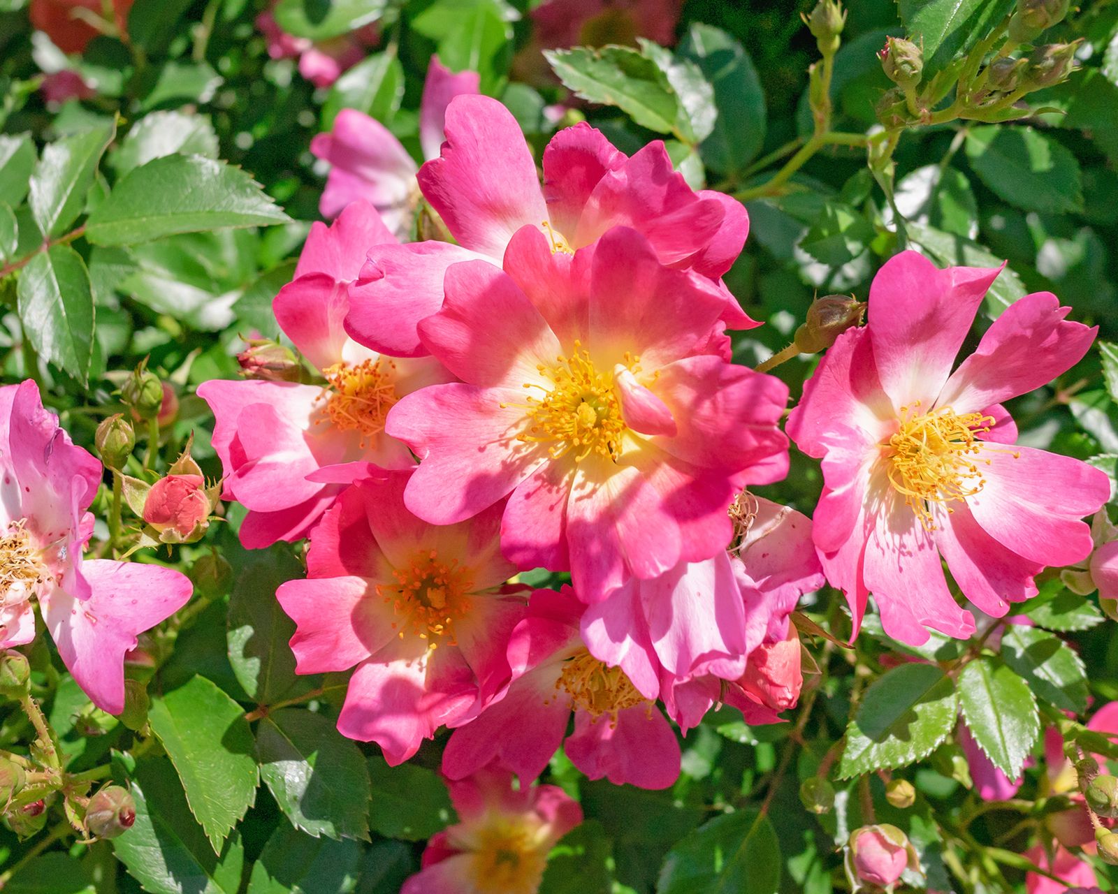 8 Roses Pollinators Love: Best Types For Butterflies & Bees | Gardening ...