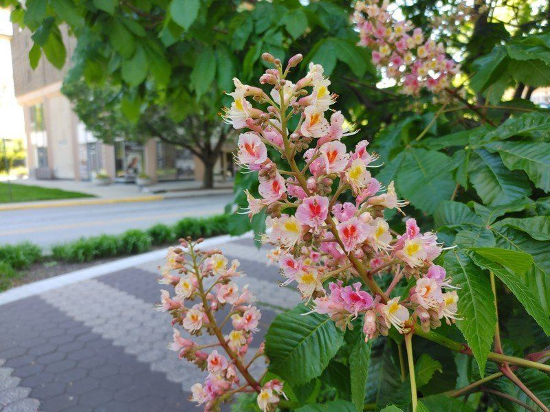 LG V60 photo sample