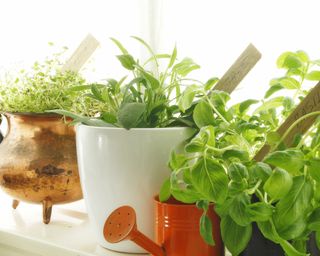 DIY herb garden on kitchen windowsill