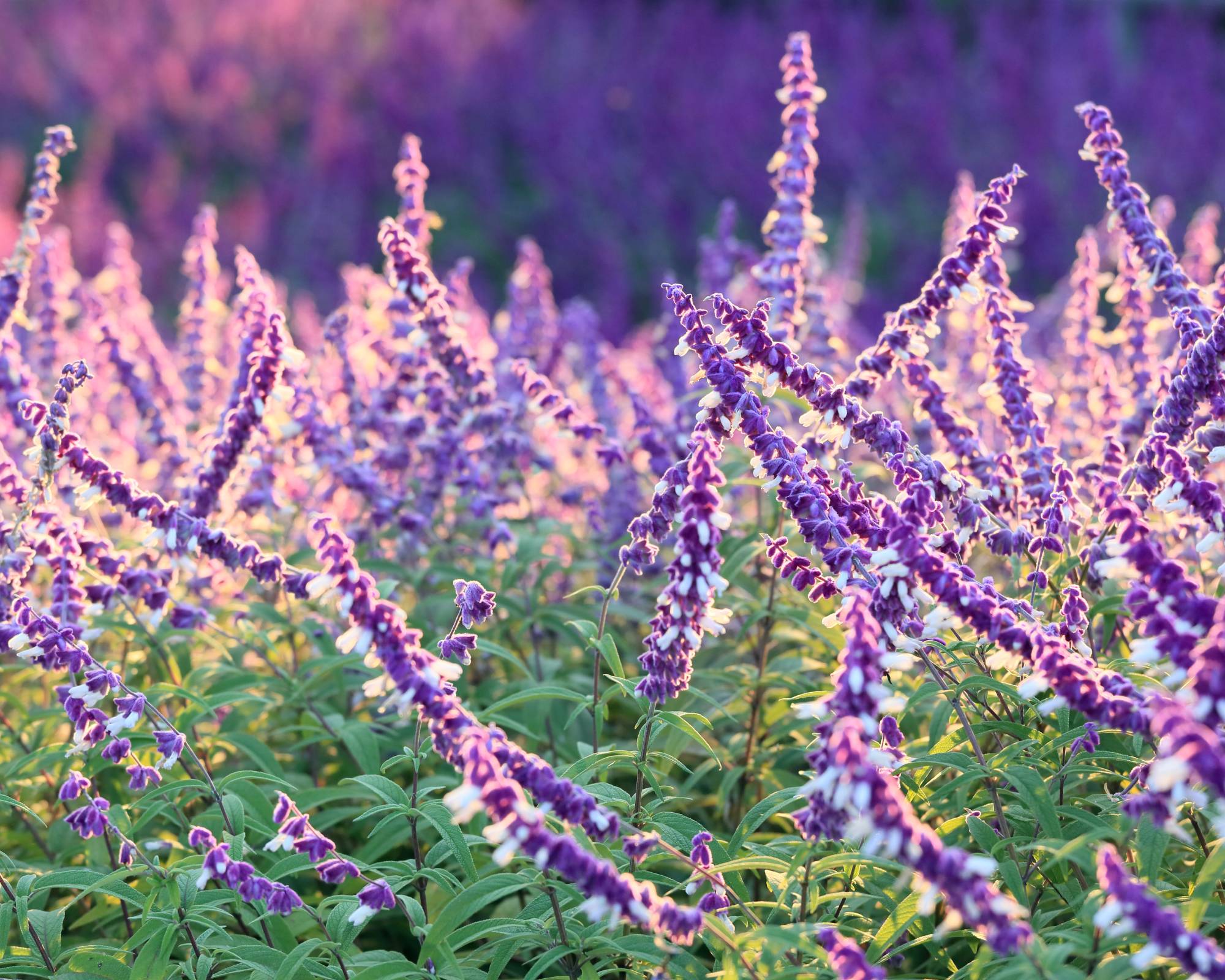 Mexican bush sage flowers