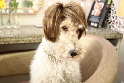 A dog in a wig