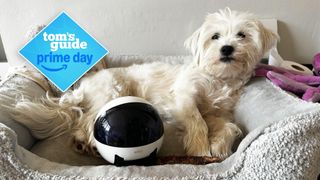 Mobie the dog next to the Anabot Air 2 Plus pet robot while sitting in her bed