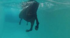 Can horses swim