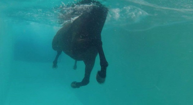 Can horses swim
