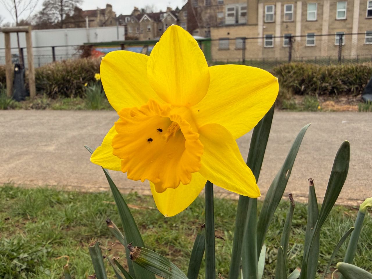 A photo taken for a Leica Leitzphone versus iPhone 17 Pro camera comparison faceoff