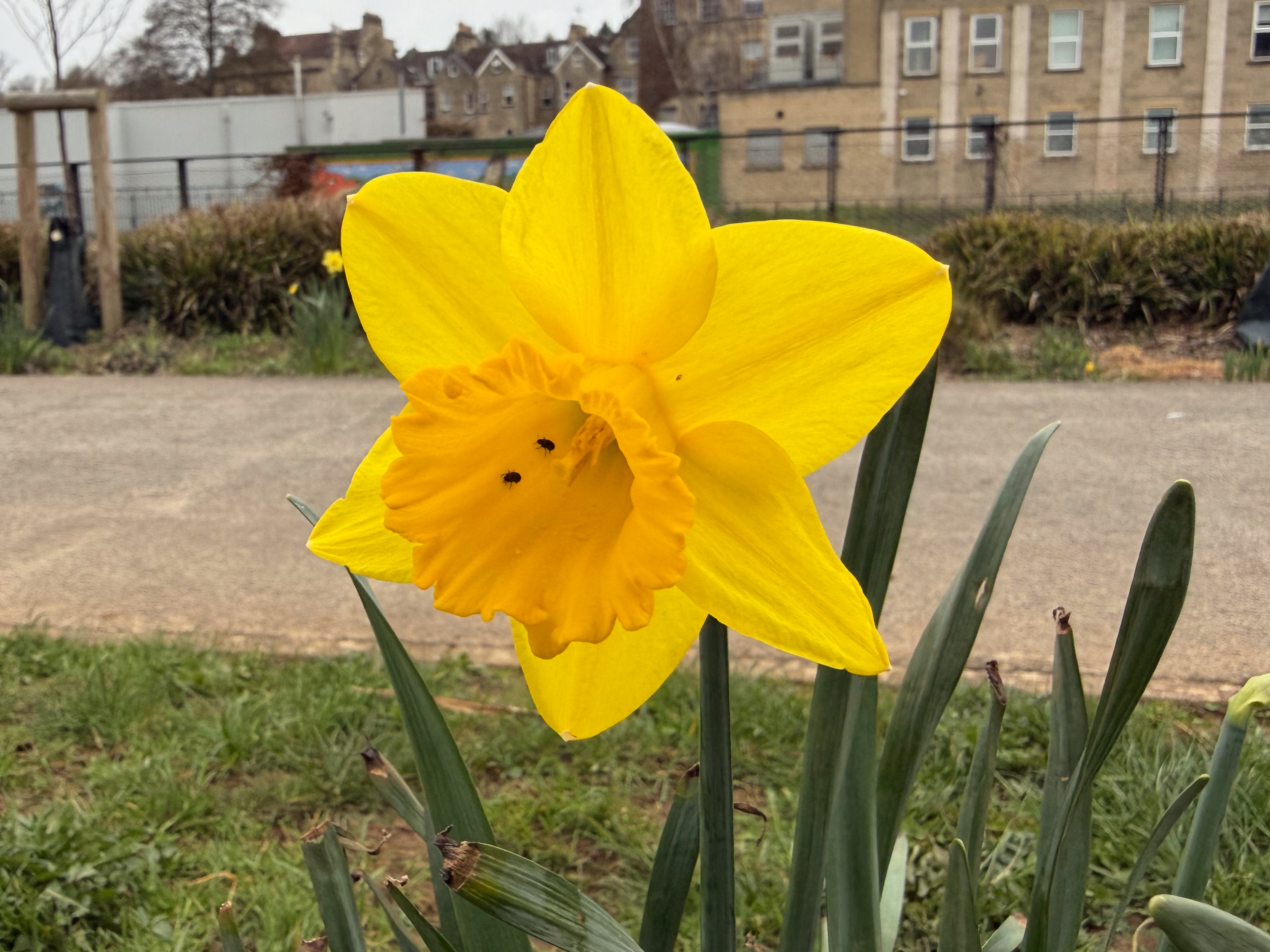 A photo taken for a Leica Leitzphone versus iPhone 17 Pro camera comparison faceoff