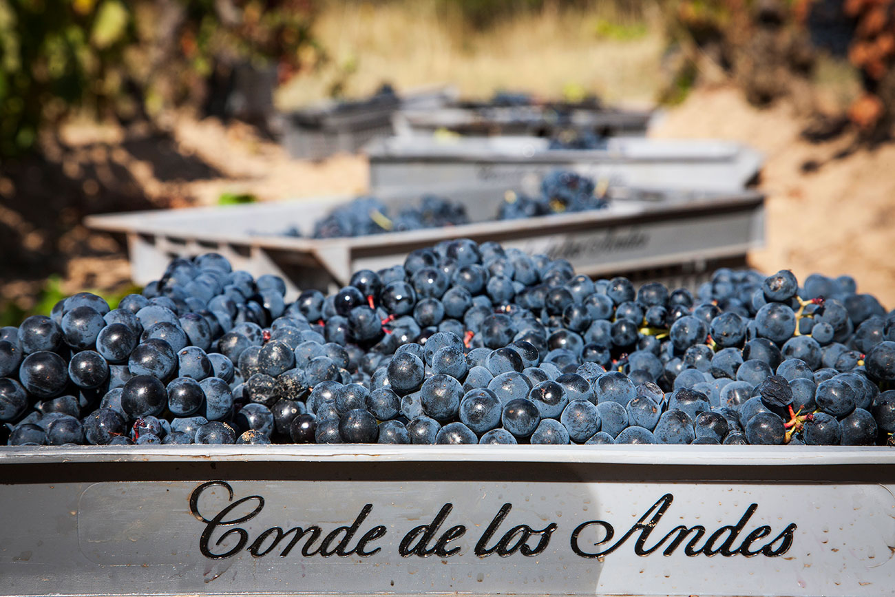 Brinas-Conde-de-los-Andes-Vendimia-63.jpg