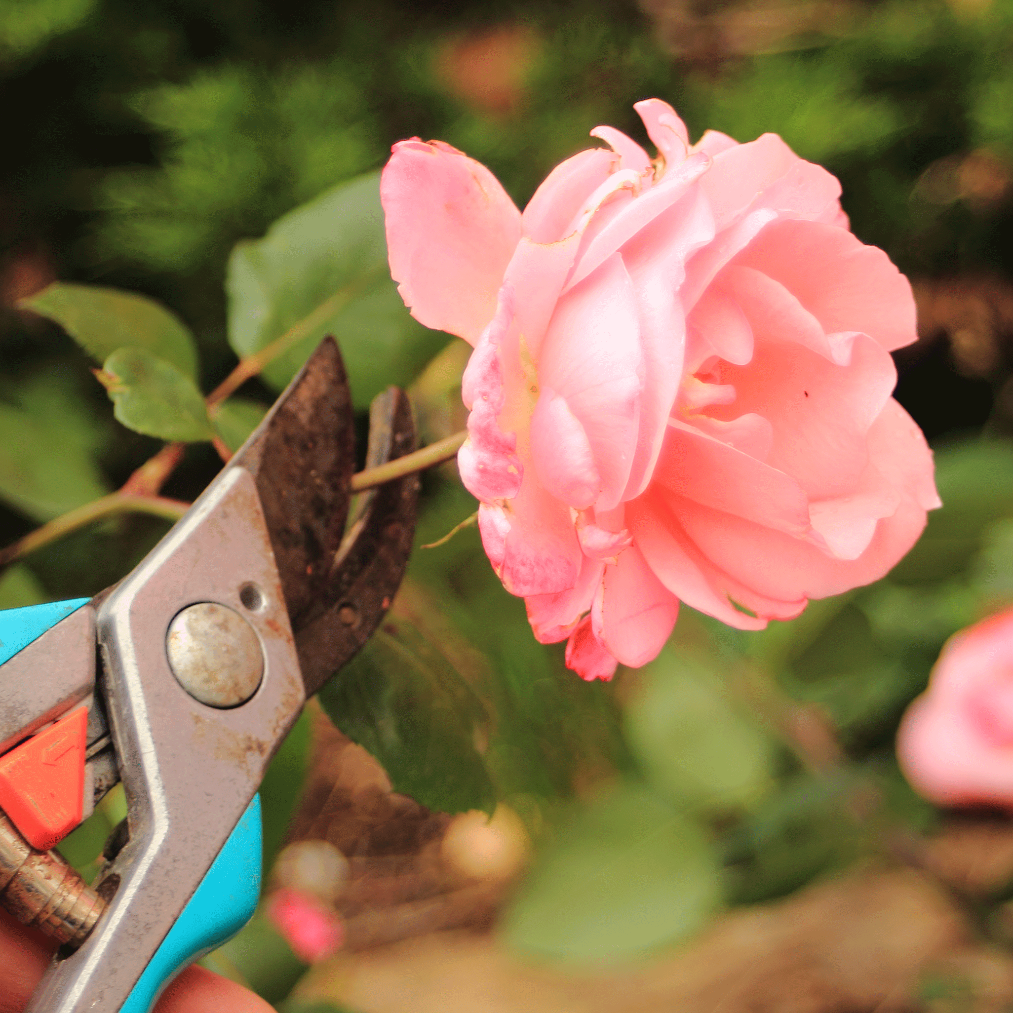 How to deadhead roses keep your plants blooming all summer Ideal Home