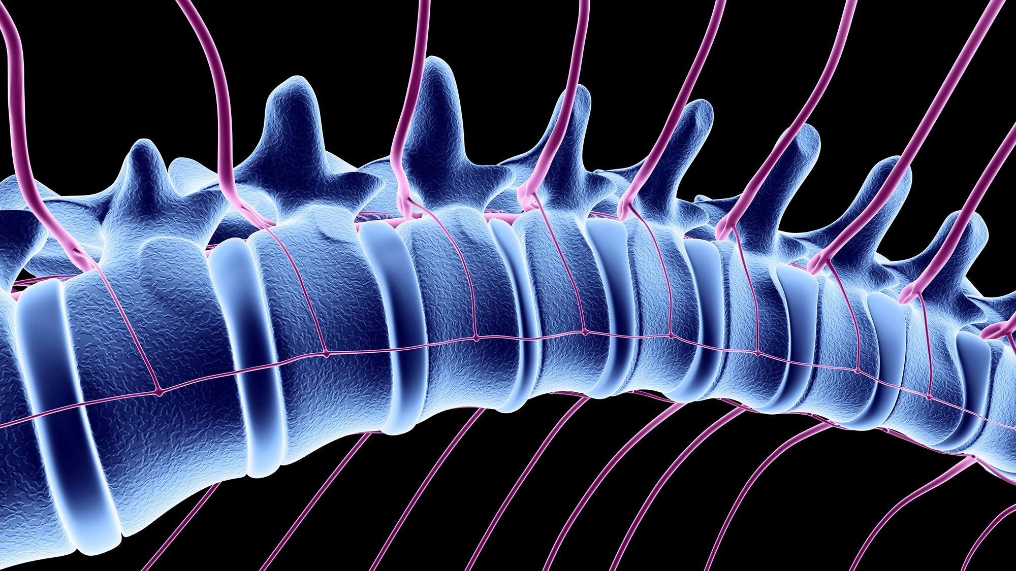 An illustration of a glowing gray spine against a black background