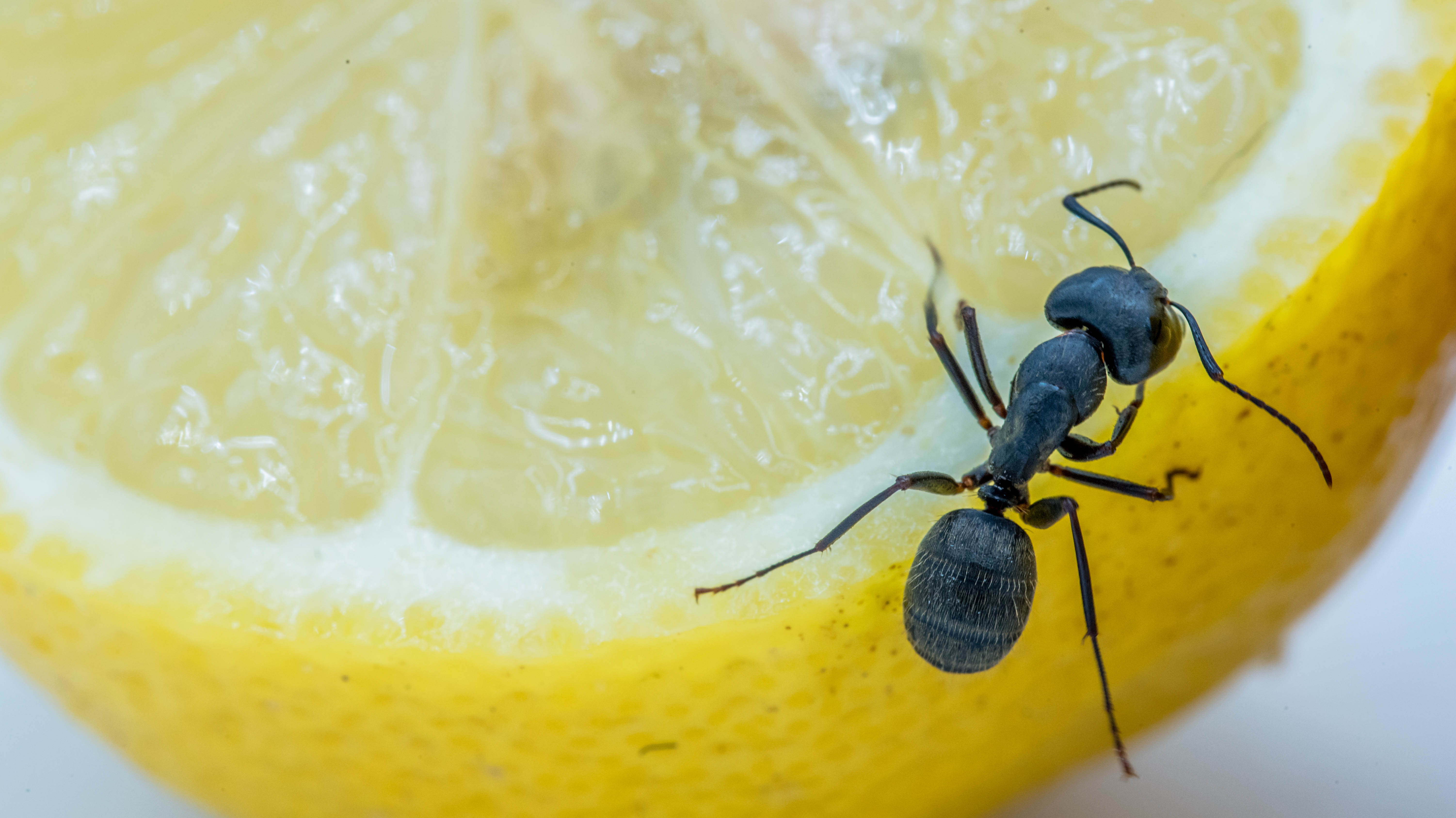 Лимон с муравьем