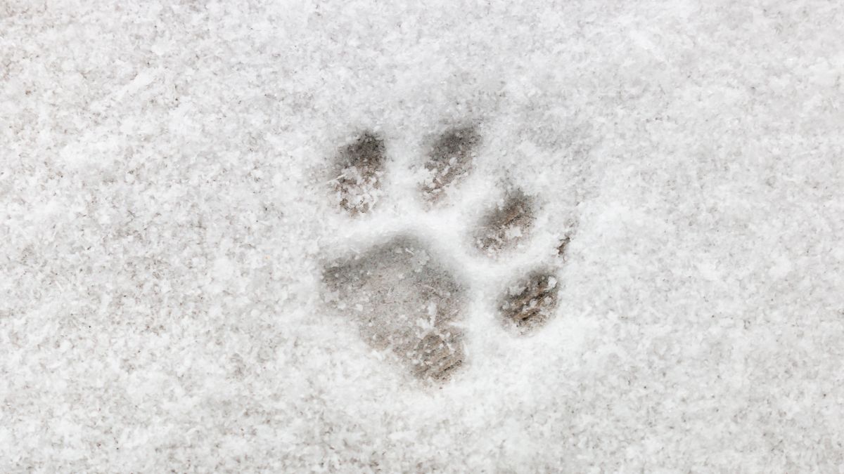 Walking dogs in the snow — 6 essential safety tips Tom's Guide
