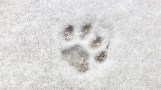 Paw print in the snow
