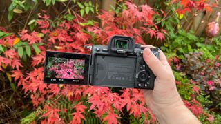 Sony A7S III review: Photo performance